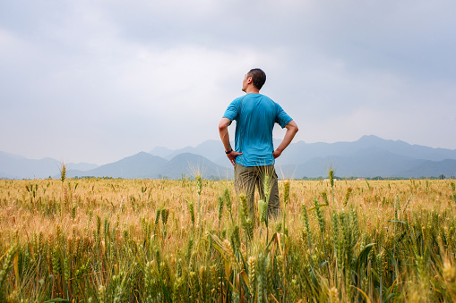 Man standing in wheat field looking away
