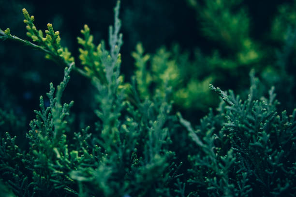 istock Beautiful green natural background of juniper hedge. 1402957957