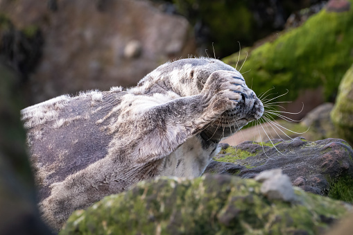 Gray seal, or Atlantic seal covers its eyes.