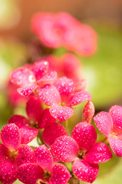 istock mini pink flower with dew droplets seen through a macro lens, selective focus. 1402958649