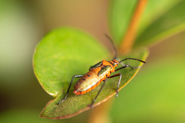 istock Small insect amidst foliage seen through a macro lens, selective focus. 1402958709