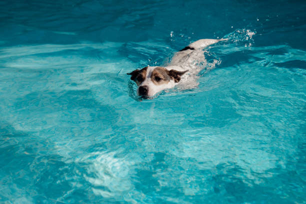 istock Dog swimming in pool 1402959561