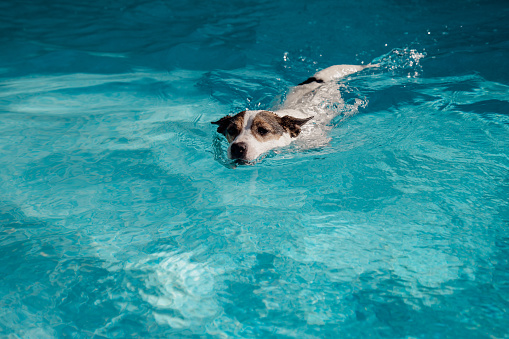 Jack Russell Terrier dog swimming in an outdoor swimming pool on a hot sunny day