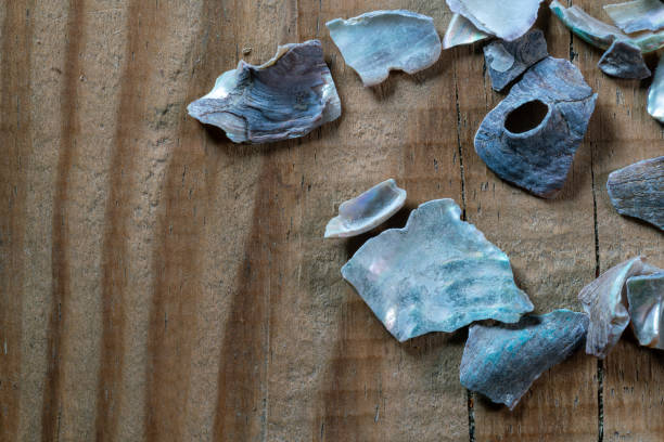 Seashell on a wooden background. Shallow depth of field.