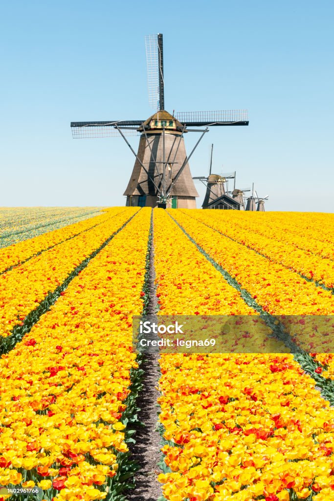 Beautiful Dutch landscape : mills with tulips field Dutch landscape : Kinderdijk mills with tulips fiel, Netherlands. Kinderdijk Stock Photo