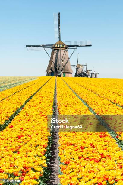 Beautiful Dutch Landscape Mills With Tulips Field Stock Photo - Download Image Now