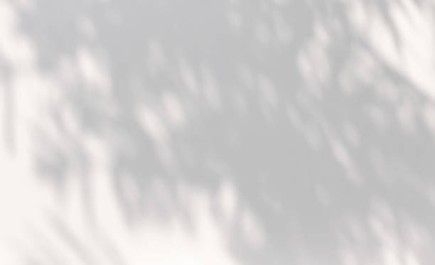 istock Abstract natural tree leaves shadow on white wall background 1402963029