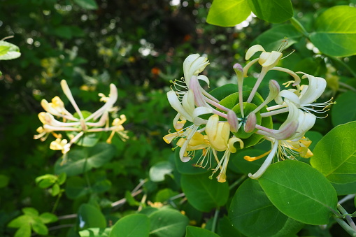 Honeysuckle blooms in the garden. White and yellow flowers of Lonicera Caprifolium against of green leaves. Floriculture and horticulture. Arching shrubs or twining vines in the family Caprifoliaceae