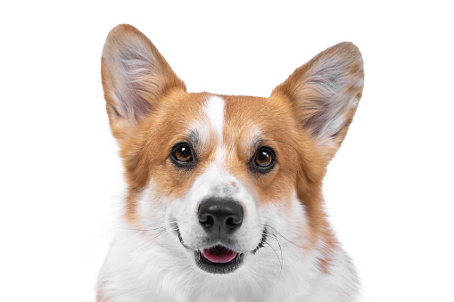 Portrait of adorable smiling Welsh corgi Pembroke or cardigan dog, who obediently poses on white background for veterinary advertising in the media, front view, copy space.