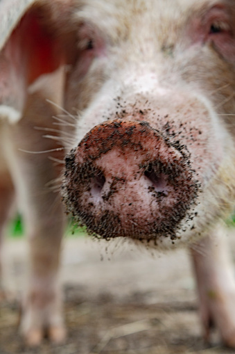 Pig on eco farm