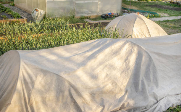 Growing seedlings of vegetables in the beds under the covering material, spunbond. The technology of heat conservation in the greenhouse, the concept of agriculture stock photo