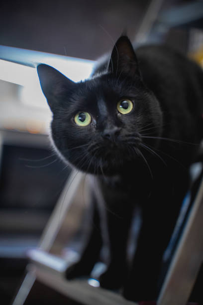 istock young black cat playing on the stairs in the house 1402964012