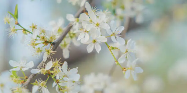 Photo of spring flowers on tree branches under the warm sun, soft focus blurry background