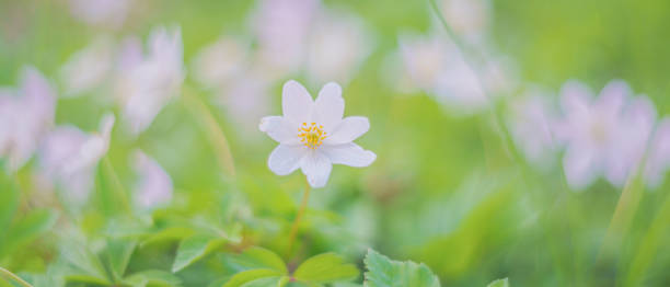 istock white flowers among greenery, soft focus, blurry background 1402964044