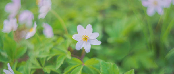 istock white flowers among greenery, soft focus, blurry background 1402964066