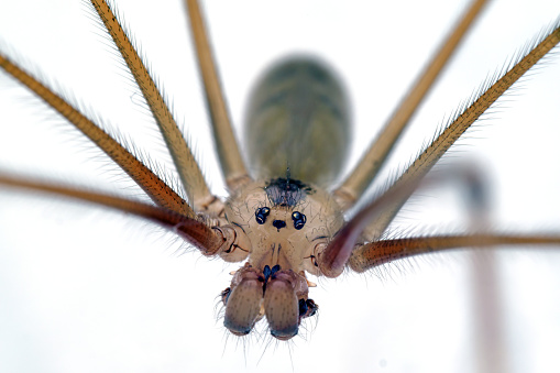 Horizontal image of a venomous brown recluse or fiddleback spider walking across a white background.