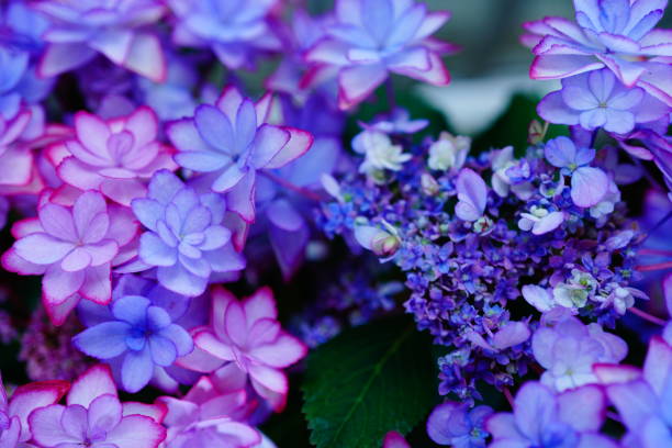 istock Beautiful hydrangea that blooms colorfully in June 1402964516