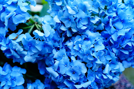 Beautiful hydrangea that blooms colorfully in June
