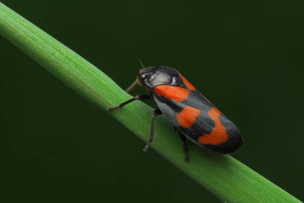 istock Red-and-black Froghopper (Cercopis vulnerata) 1402964695