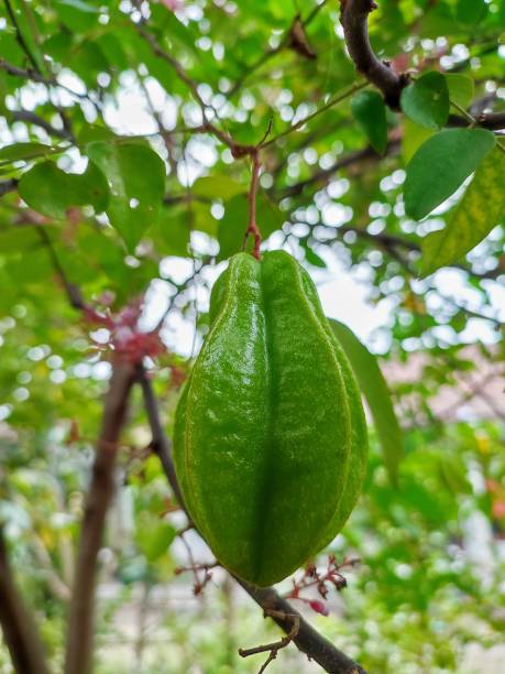 istock Fresh star fruit, delicious to make fruit salad 1402965662