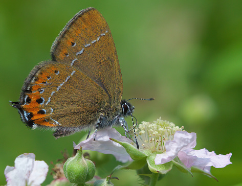 A Black Hairstreak butterfly photographed at Glapthorn Cow Pastures in Northamptonshire, UK.