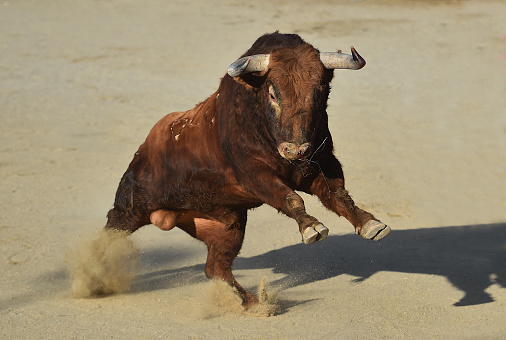 Spanish powerful bull with big horns