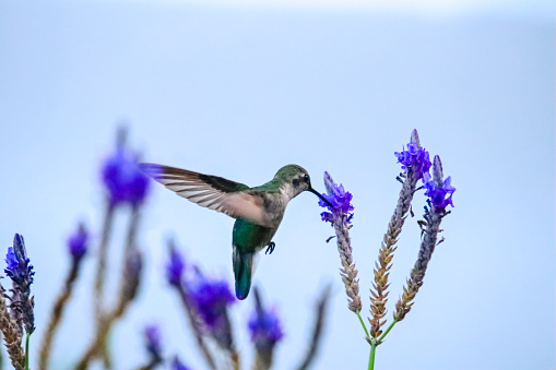 A female Hummingbird drinks as much as she can from a group of lavender flowers.