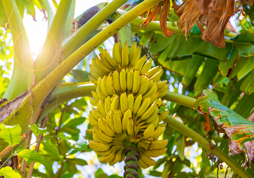 Dense green and yellow banana grove in the Maldives