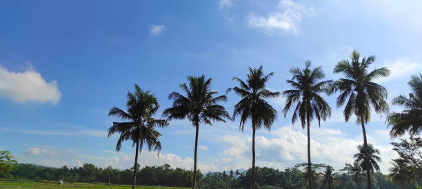 istock Rows of coconut trees - stock photo 1402968237