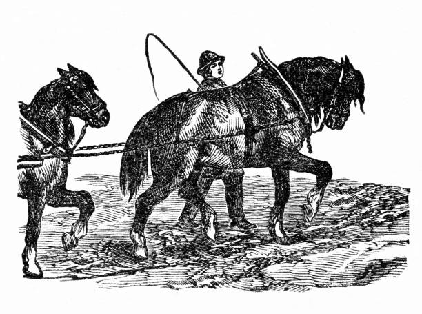 bildbanksillustrationer, clip art samt tecknat material och ikoner med farmer plows field with horses - arbetsdjur