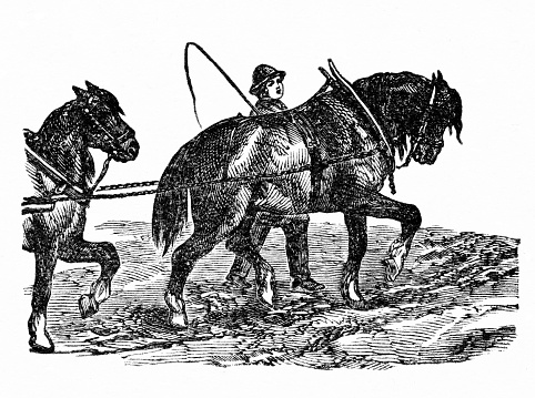 Plow horses plow (plough) an agricultural field. Illustration published 1890 picture story book. Source: Original edition is from my own archives. Copyright has expired and is in Public Domain.