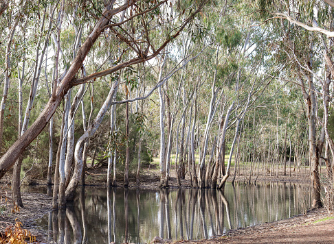 eucalyptus trees surrounded billabong