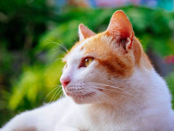istock cute white orange cat playing in the field 1402970479