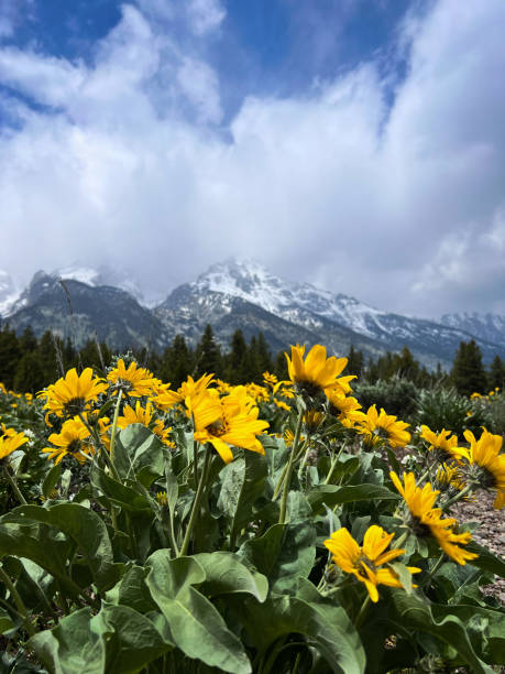 fleurs sauvages et chaînes de montagnes - lac jenny photos et images de collection