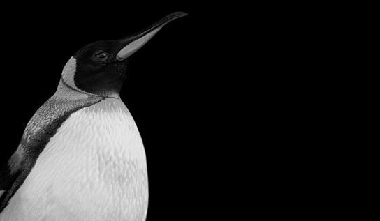 Cute Penguin Looking Up In The Black Background