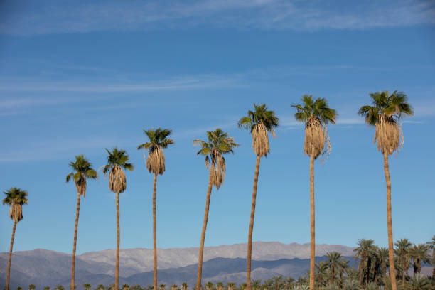 istock Coachella California 1402973916