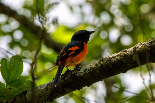istock Orange Minivet (Pericrocotus flammeus) observed in Munnar 1402973986