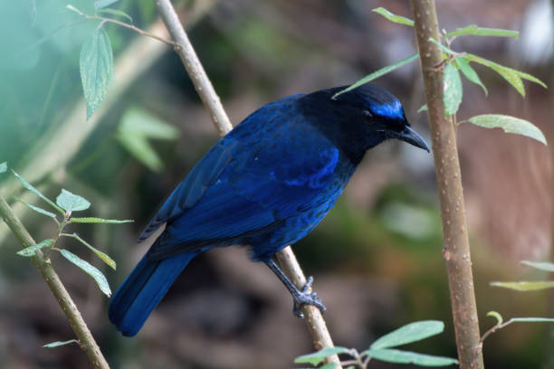 istock Malabar whistling thrush (Myophonus horsfieldii) observed in Munnar 1402974023
