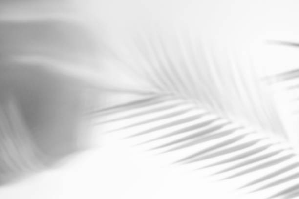 istock Shadow from tropical palm leaves on white background, summer concept. 1402975793
