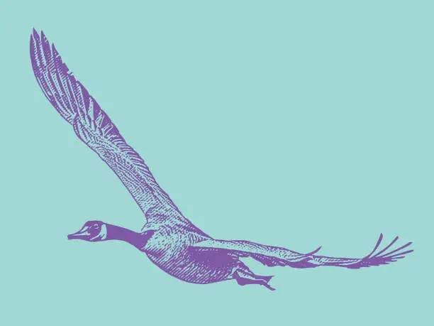 Vector illustration of Canada Goose in flight