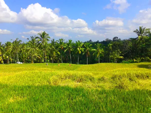 Rice fields are a very common place in Indonesia. it is a place to grow rice as the main food of Indonesians. Rice fields can be a beautiful place in Indonesia