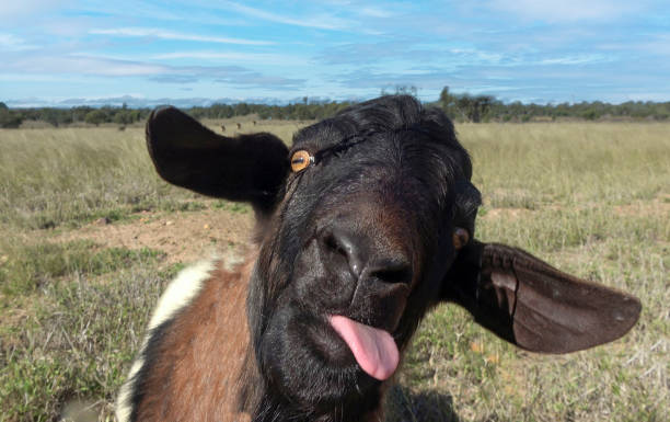 goat with his tongue out. stock photo