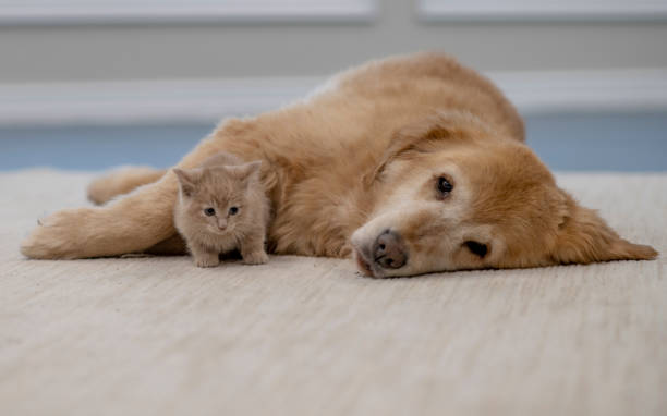 istock Household Pets Resting Together 1402980865