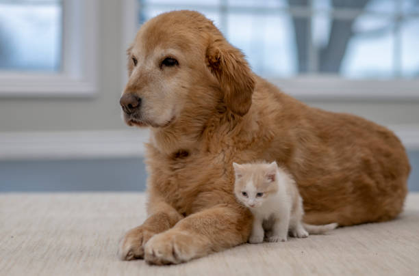 istock Dog and Kitten Hanging Out 1402980881