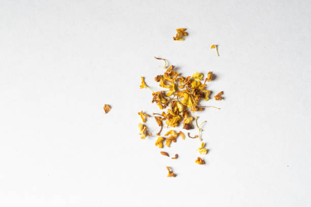 chinese medicine sweet-scented osmanthus, Osmanthus fragrans Lour.