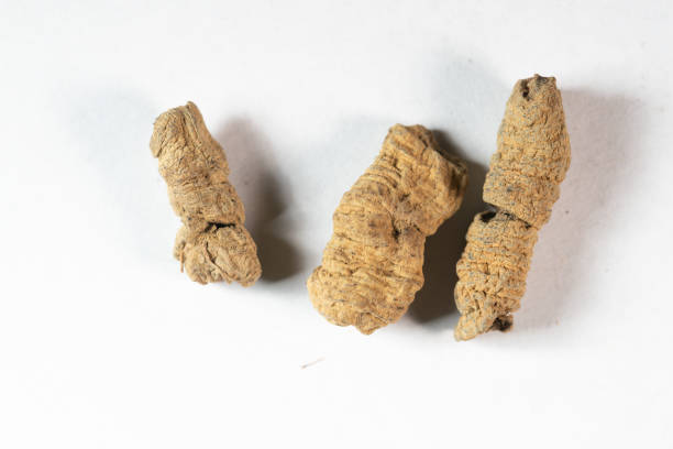 istock chinese medicine Medicinal indianmulberry root on white background 1402983543