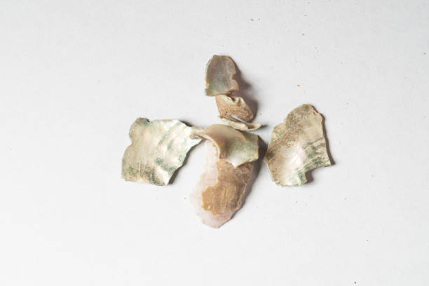 chinese medicine shell of abalone or sea-ear, concha haliotidis, abalone