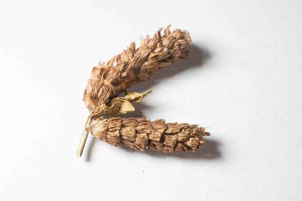 istock chinese medicine selfheal  on white background 1402983710
