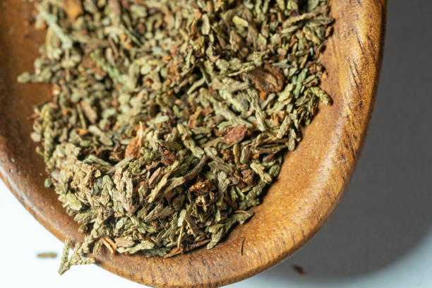 istock chinese medicine Oriental arborvitae on white background 1402985930