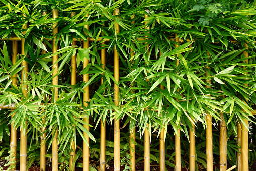 bamboo branches with buds - on water